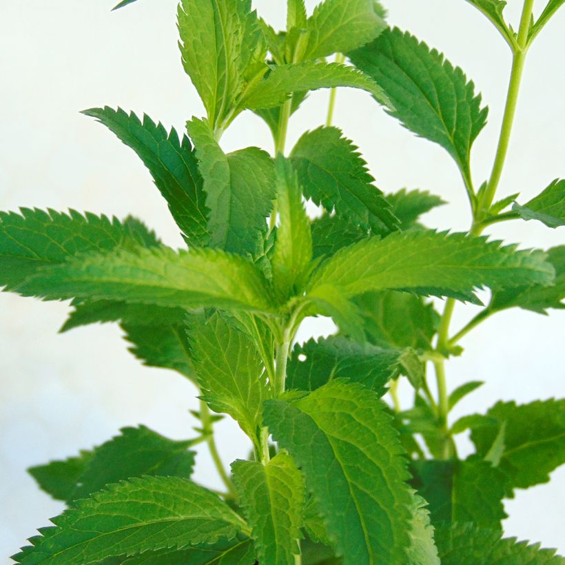 Veronica longifolia Lila Karina (Foliage)