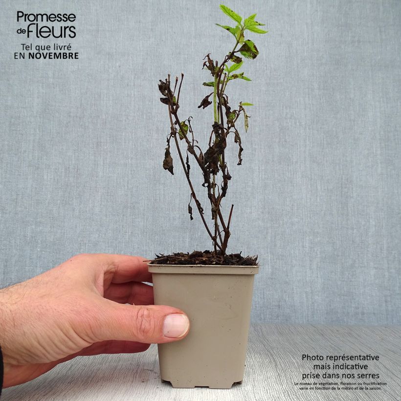 Veronica longifolia Lila Karina 8/9 cm pot sample as delivered in autumn