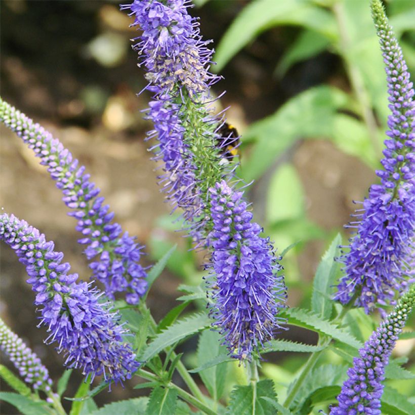 Veronica longifolia Marietta (Flowering)