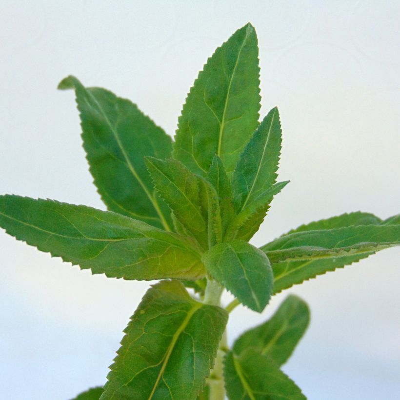 Veronica longifolia Marietta (Foliage)