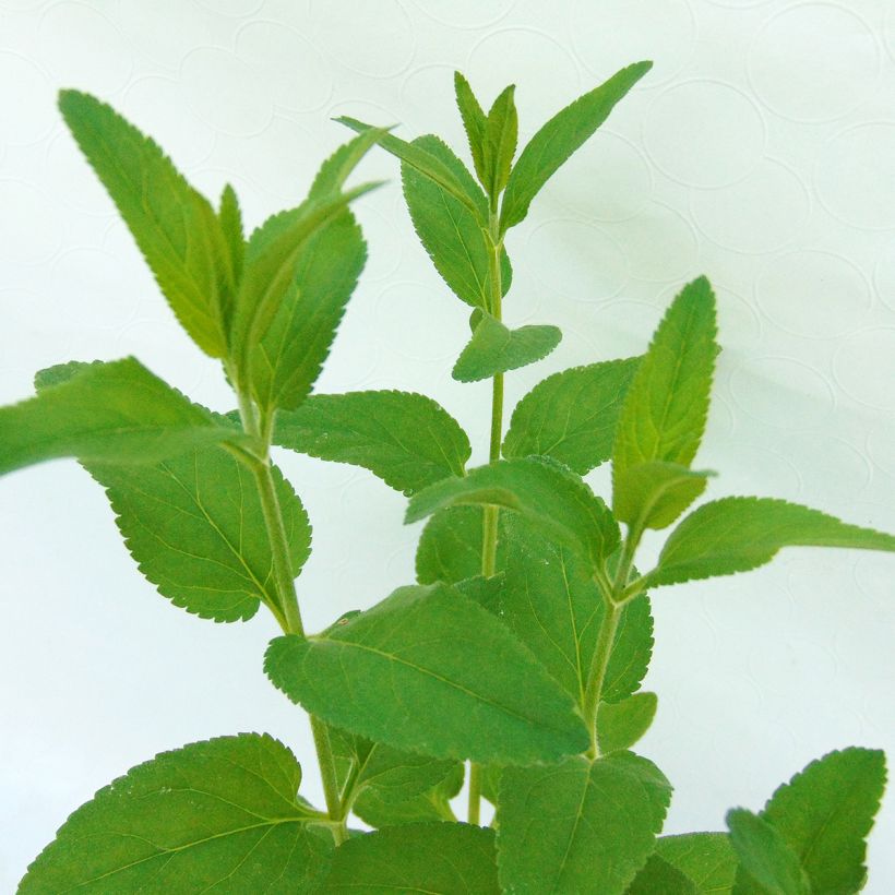 Veronica longifolia Pink Damask (Foliage)