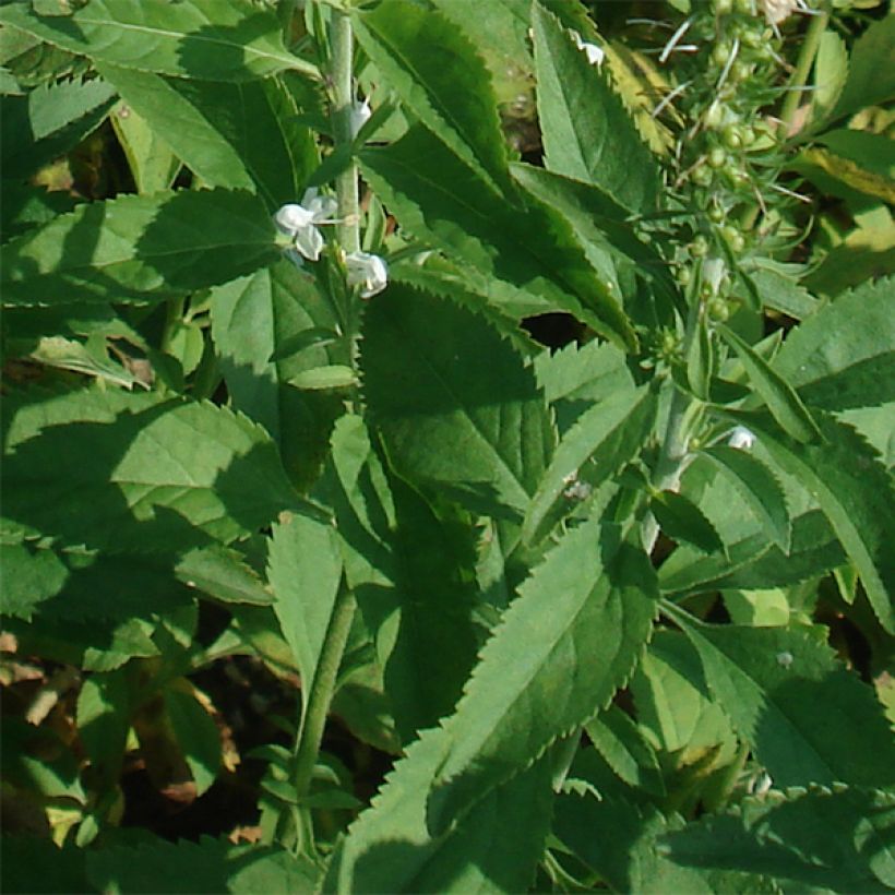 Veronica longifolia Schneeriesin (Foliage)