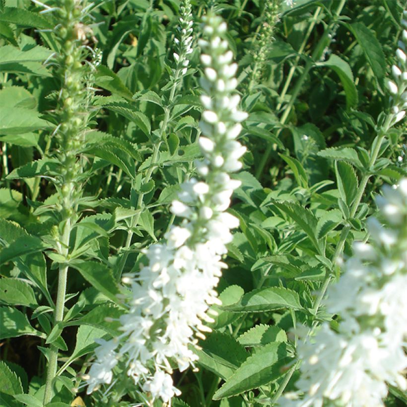 Veronica longifolia Schneeriesin (Flowering)