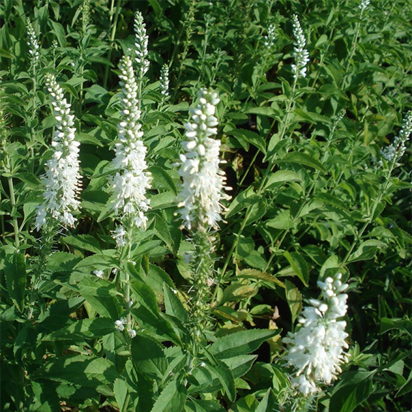 Veronica longifolia Schneeriesin (Plant habit)