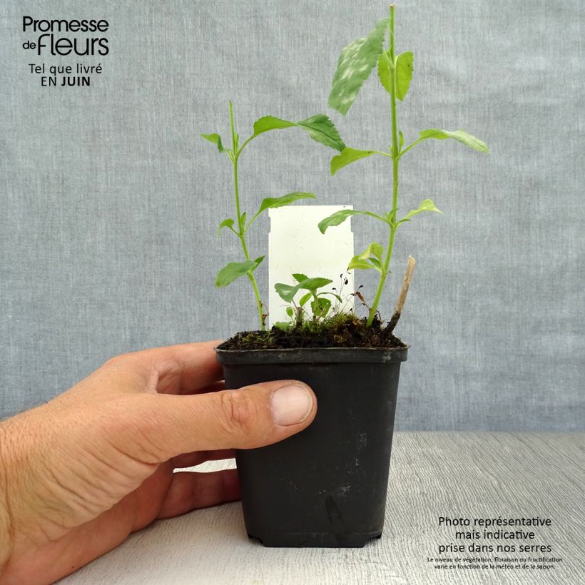 Veronica longifolia Schneeriesin 8/9 cm pot sample as delivered in summer