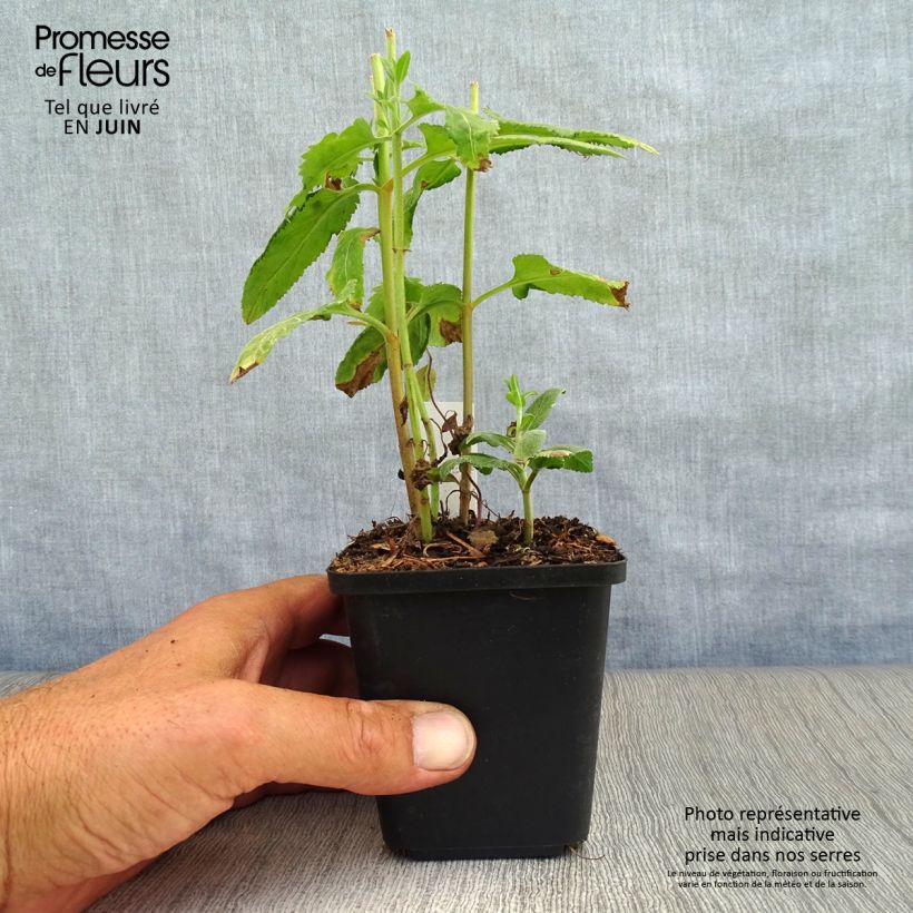 Veronica longifolia 8/9 cm pot sample as delivered in summer