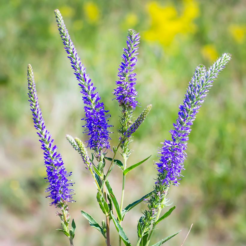 Veronica longifolia (Flowering)