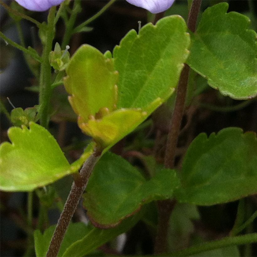 Veronica petraea Madame Mercier (Foliage)