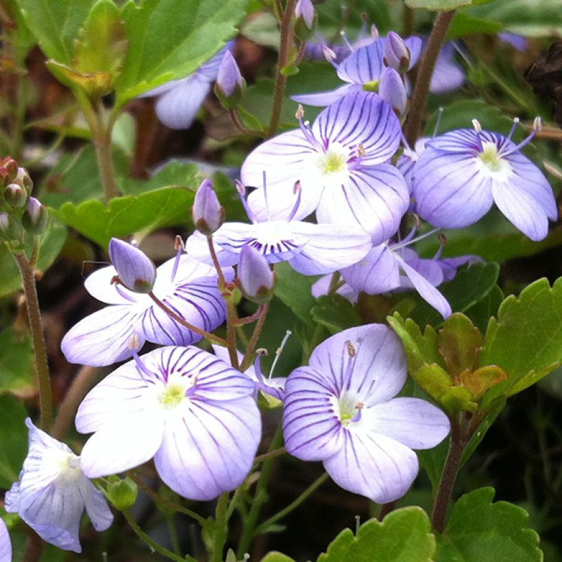 Veronica petraea Madame Mercier (Flowering)