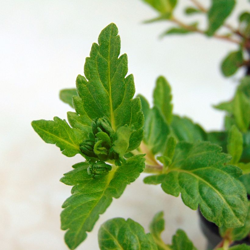 Veronica prostrata Mrs Holt (Foliage)