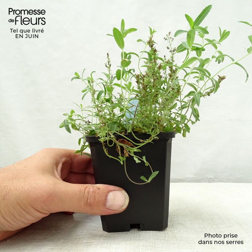 Veronica prostrata 8/9 cm pot sample as delivered in summer