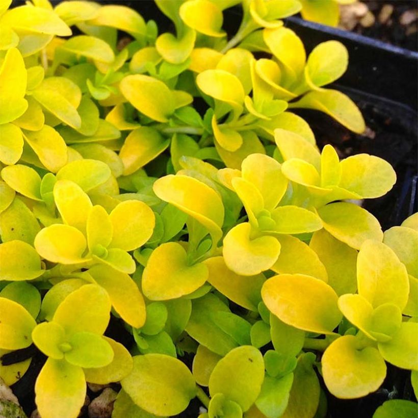 Veronica repens Sunshine (Foliage)