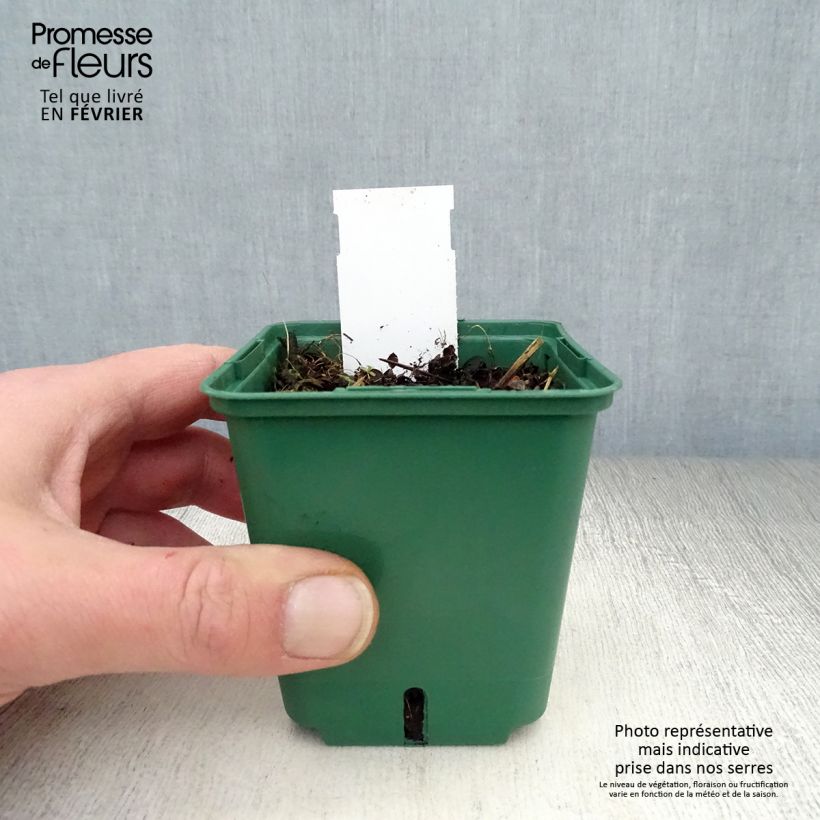 Veronica repens Sunshine 8/9 cm pot sample as delivered in winter