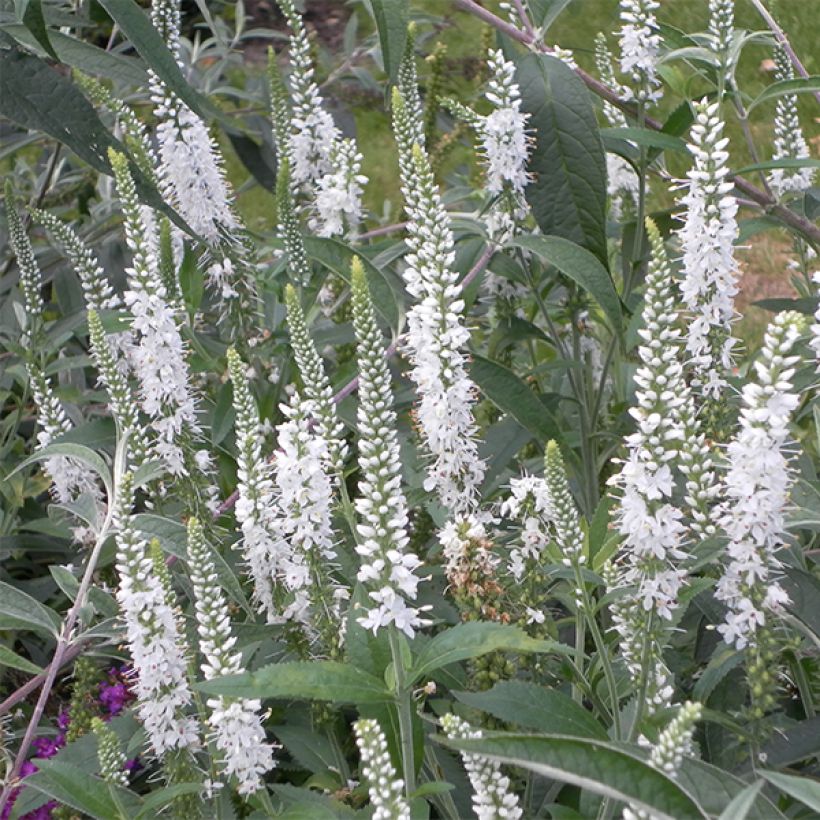 Veronica spicata Alba (Flowering)