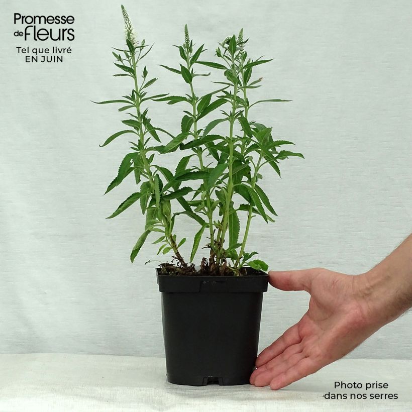 Veronica spicata Alba 2L/3L pot sample as delivered in summer