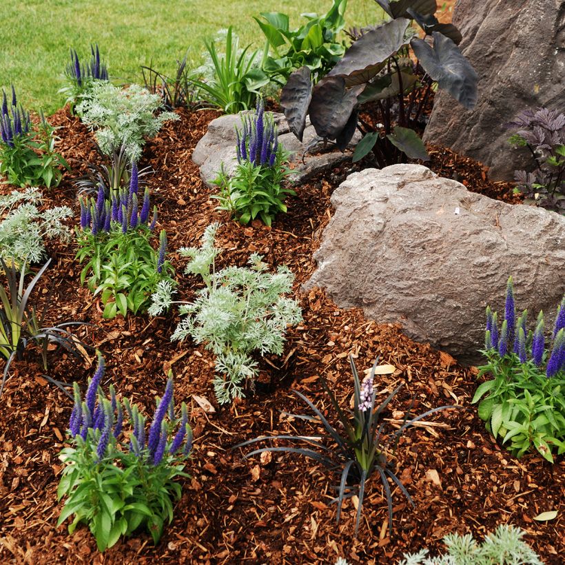 Veronica Baby Blue (Plant habit)