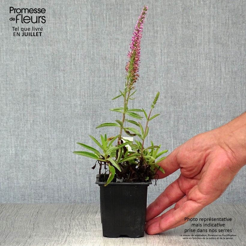 Veronica spicata Barcarolle 8/9 cm pot sample as delivered in summer