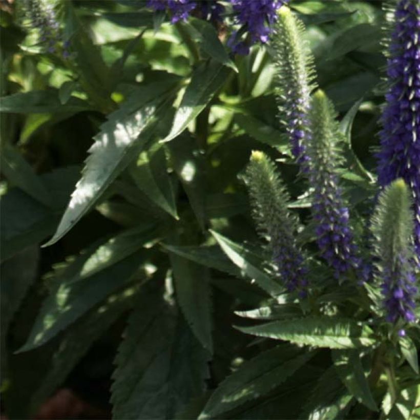 Veronica spicata Blue Candles (Foliage)