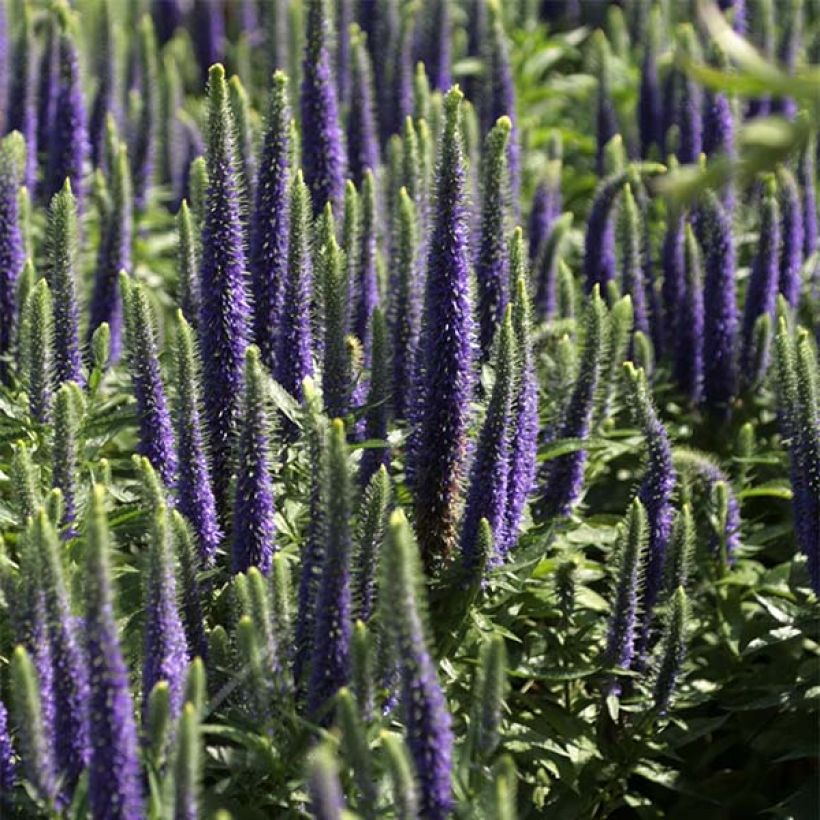 Veronica spicata Blue Candles (Flowering)