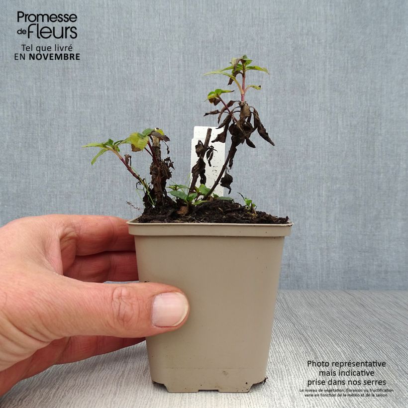 Veronica spicata Blue Candles 8/9 cm pot sample as delivered in autumn