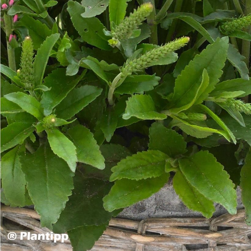 Veronica spicata Bubblegum Candles (Foliage)