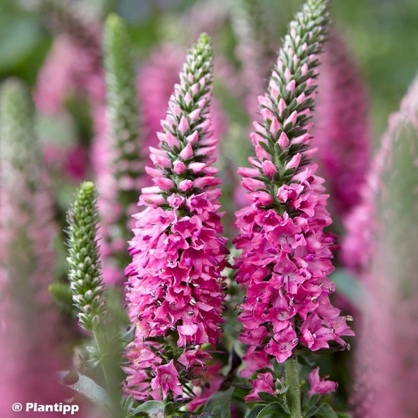 Veronica spicata Bubblegum Candles (Flowering)