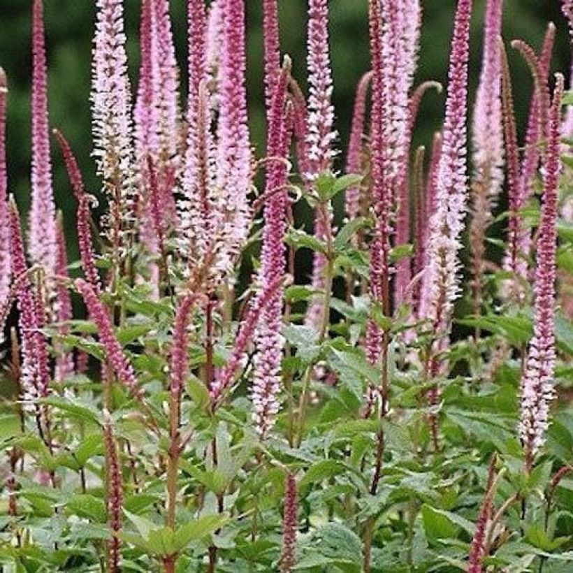 Veronica spicata Erika (Plant habit)