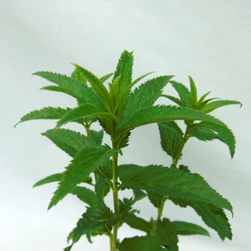 Veronica media First Love (Foliage)