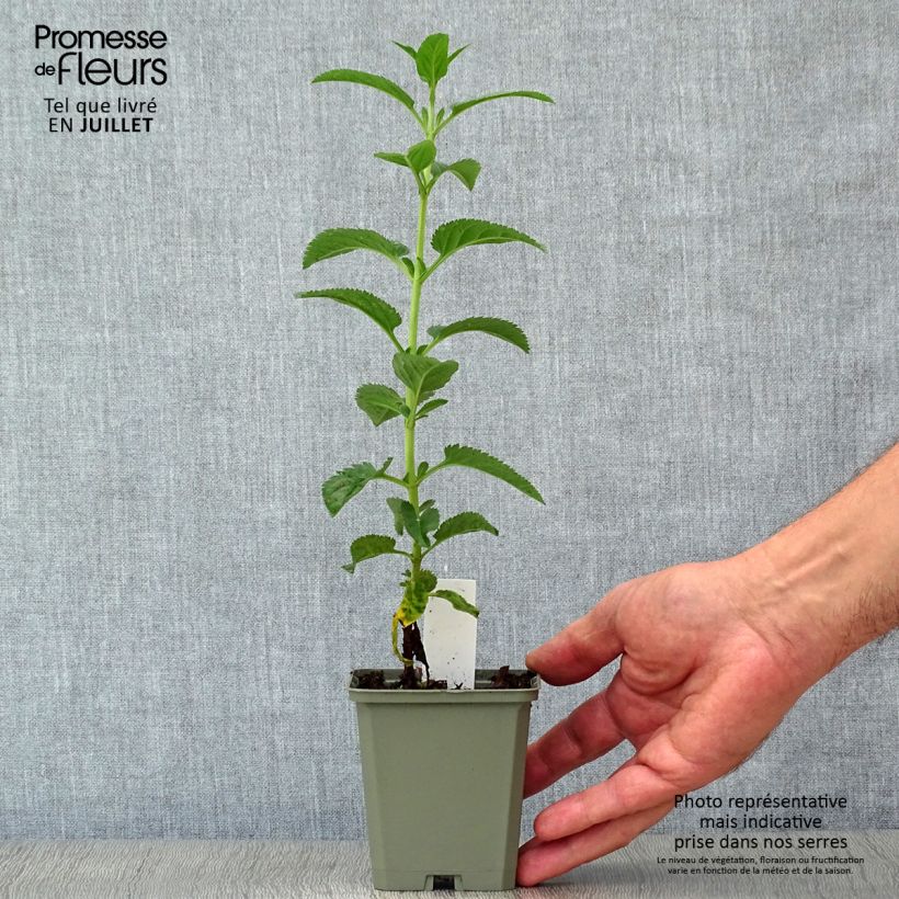 Veronica media First Love 8/9 cm pot sample as delivered in summer
