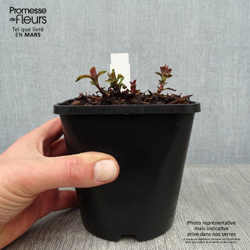 Veronica media First Love 1.5L/2L pot sample as delivered in winter