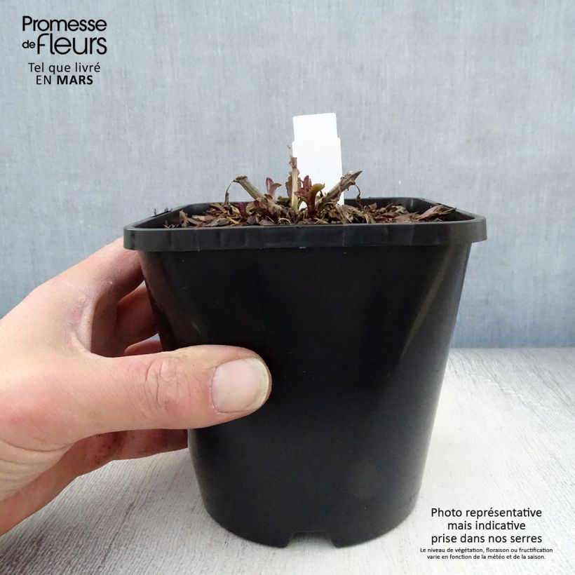 Veronica media First Love 1.5L/2L pot sample as delivered in spring