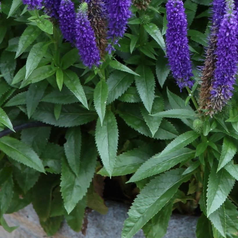 Veronica Royal Candles (Foliage)