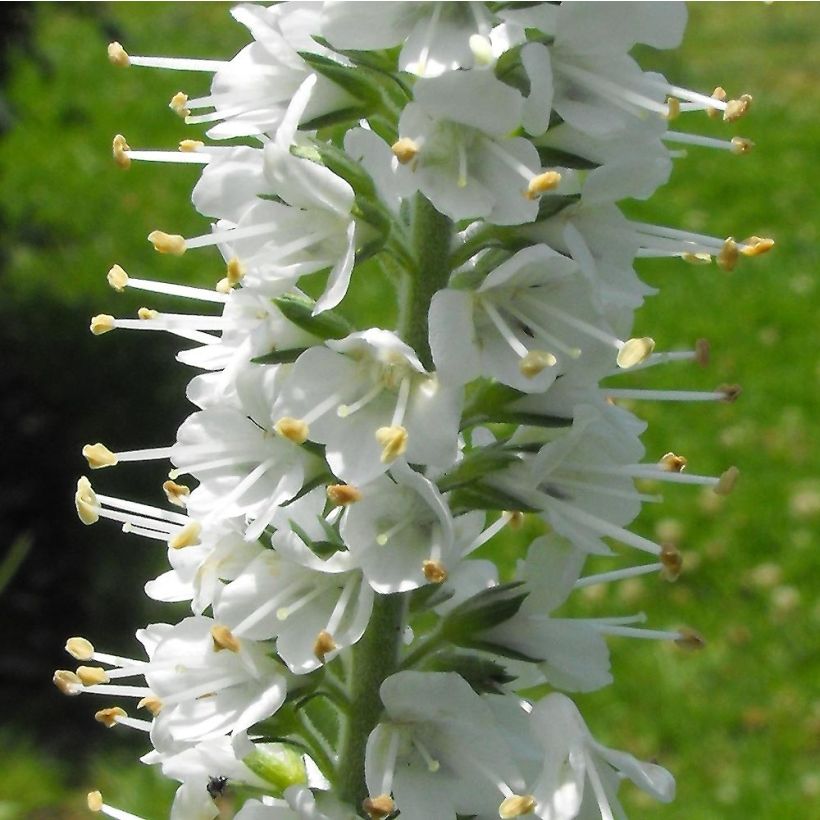 Veronica spicata Icicle (Flowering)