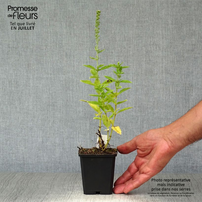 Veronica spicata Icicle 8/9 cm pot sample as delivered in summer