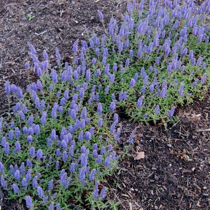 Veronica spicata Nana Blue (Flowering)