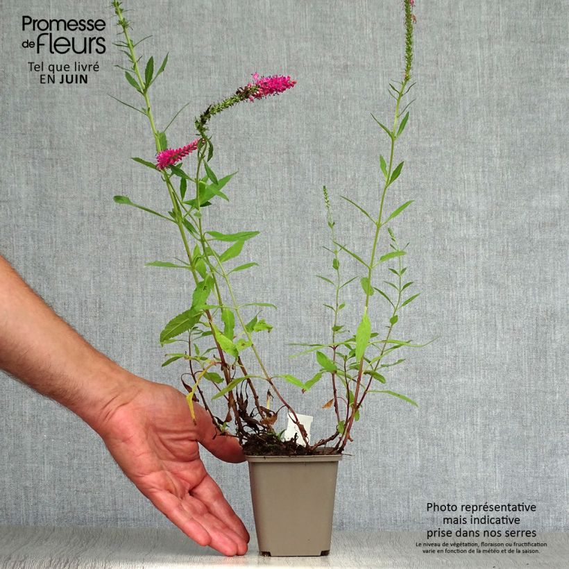 Veronica spicata Rotfuchs 8/9 cm pot sample as delivered in summer