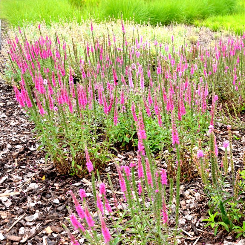 Veronica spicata Rotfuchs (Plant habit)