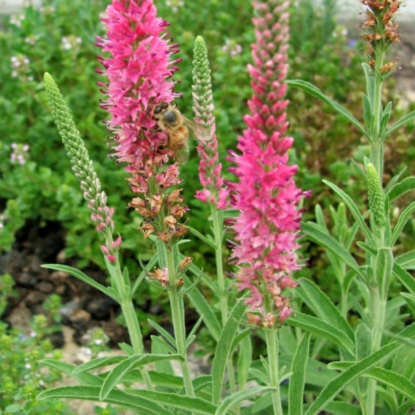 Veronica spicata Rotfuchs (Flowering)