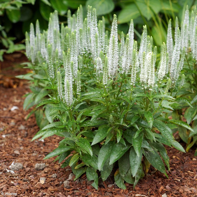 Veronica spicata Snow Candles (Plant habit)