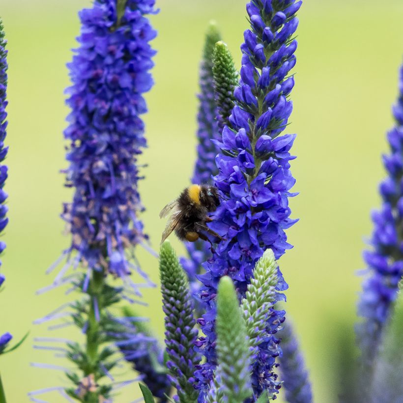 Veronica spicata Ulster Blue Dwarf (Flowering)