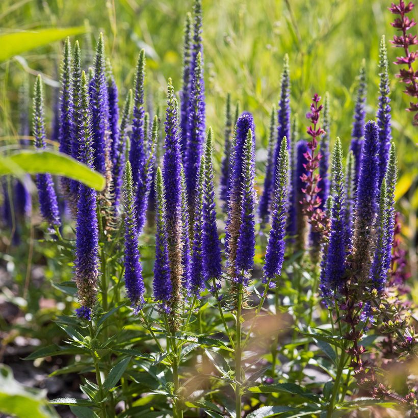 Veronica spicata Ulster Blue Dwarf (Plant habit)