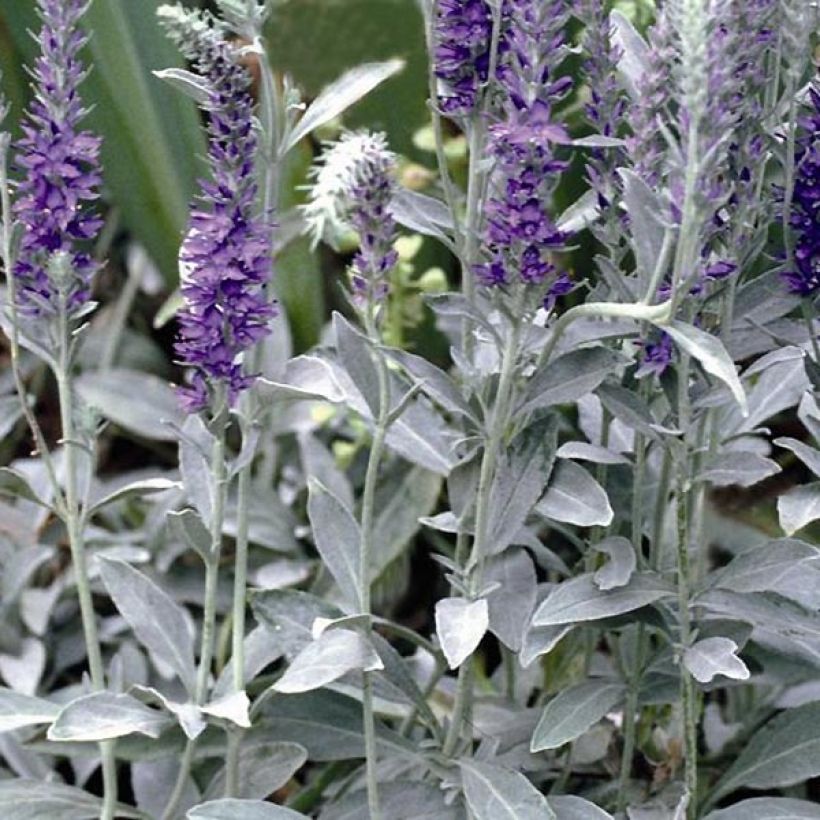 Veronica spicata subsp. incana Silbersee (Foliage)