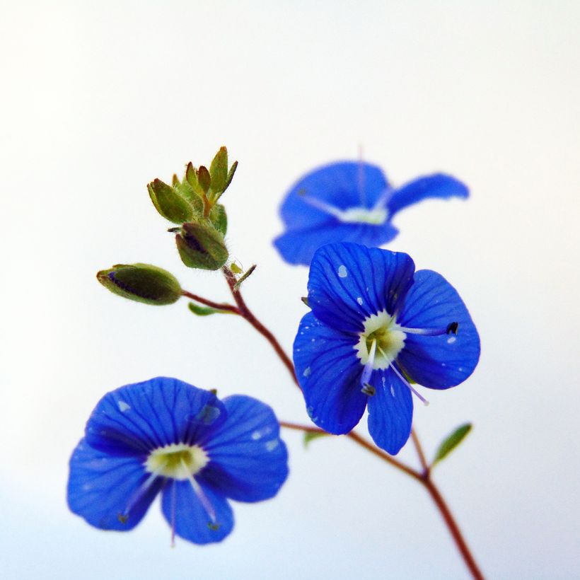 Veronica umbrosa Georgia Blue (Flowering)