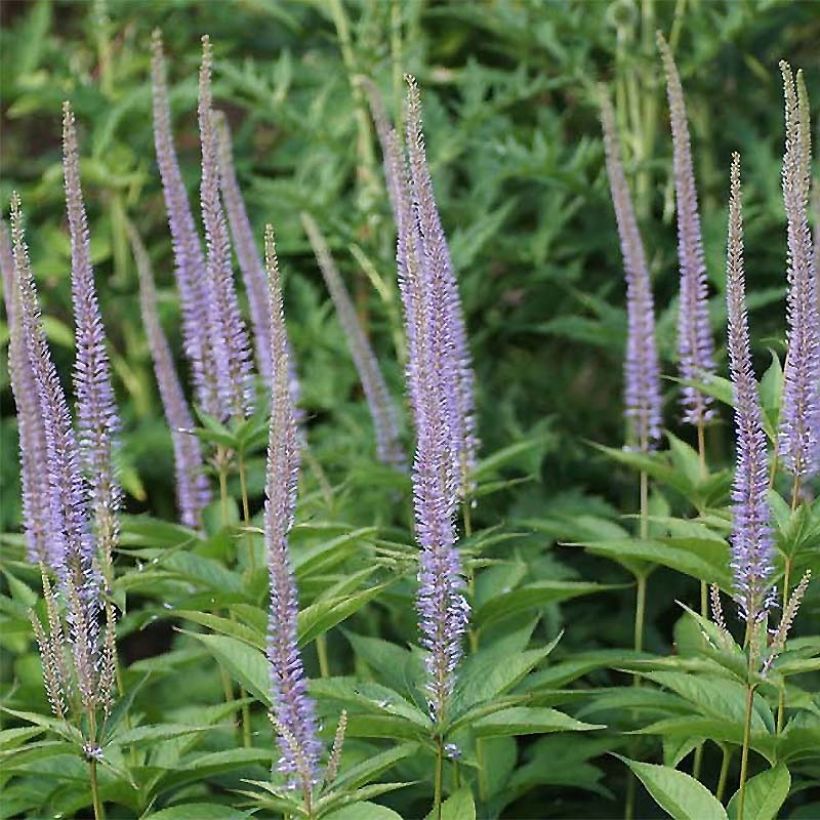 Veronicastrum sibiricum (Flowering)