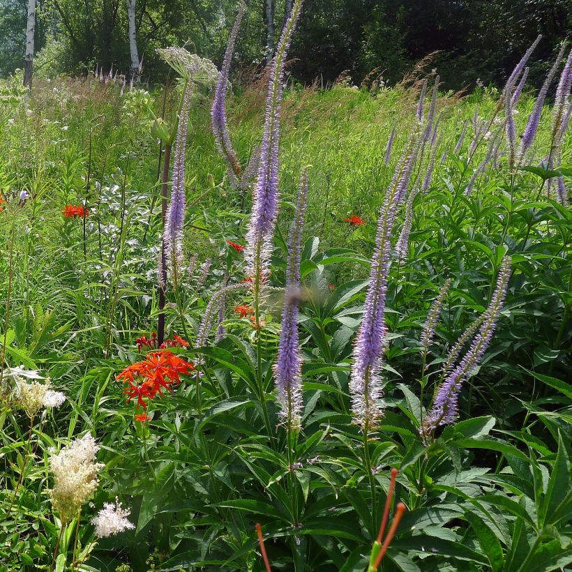 Veronicastrum sibiricum (Plant habit)