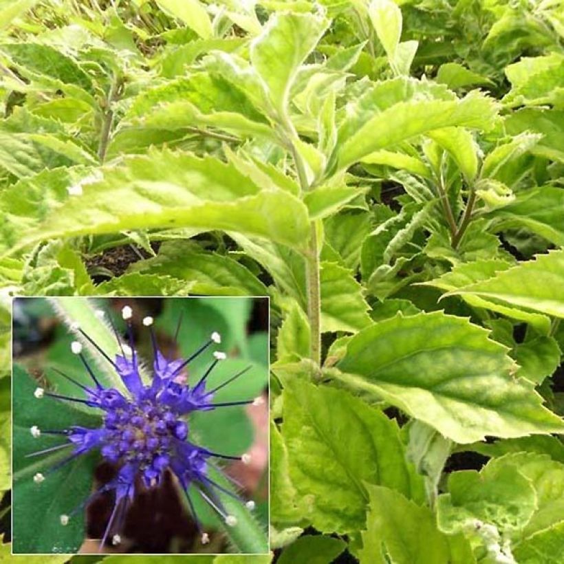 Veronicastrum villosulum (Foliage)