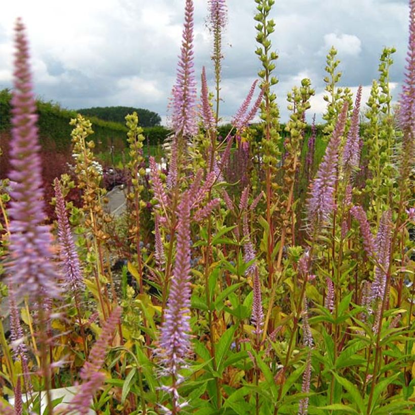 Veronicastrum virginicum Adoration (Flowering)