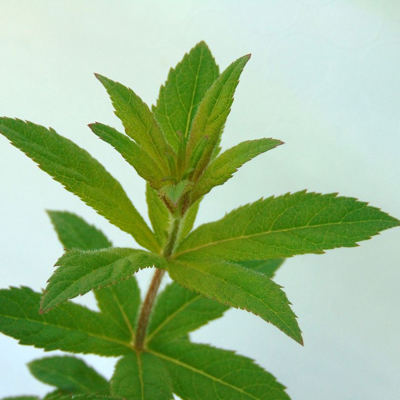 Veronicastrum virginicum Adoration (Foliage)