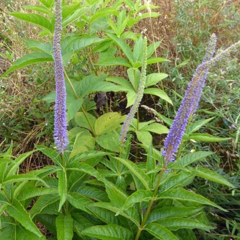 Veronicastrum virginicum Apollo (Plant habit)