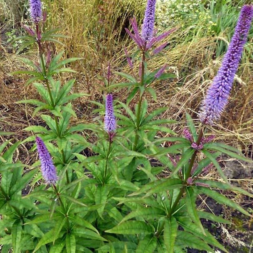 Veronicastrum virginicum Cupid (Plant habit)